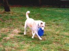 My dog - Astra